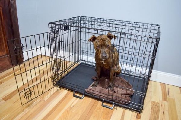 How to have a dog that doesn’t rush and push to get out of the crate